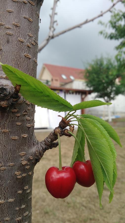 Séjour chez l'habitant Courtyard Oradea